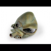 Coeur de chien avec dissection