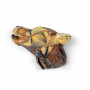 /modeles-d-anatomie-veterinaires-/demi-tete-canine-p-4004486.1-600x600.jpg