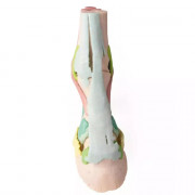 Modèle 1  anatomique du pied de cheval en impression 3D