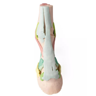 Modèle 1  anatomique du pied de cheval en impression 3D