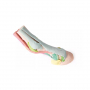 /modeles-d-anatomie-veterinaires-/modele-1-anatomique-du-pied-de-cheval-en-impression-3d-p-4003970.1-600x600.jpg