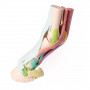 /modeles-d-anatomie-veterinaires-/modele-1-anatomique-du-pied-de-cheval-en-impression-3d-p-4003970.2-600x600.jpg