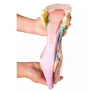 /modeles-d-anatomie-veterinaires-/modele-1-anatomique-du-pied-de-cheval-en-impression-3d-p-4003970.3-600x600.jpg