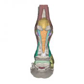 Modèle 2 anatomique du pied de cheval en impression 3D