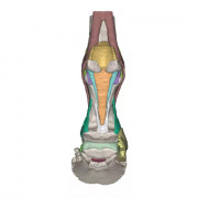 Modèle 2 anatomique du pied de cheval en impression 3D