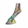 /modeles-d-anatomie-veterinaires-/modele-2-anatomique-du-pied-de-cheval-en-impression-3d-p-4003974.1-600x600.jpg
