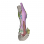 /modeles-d-anatomie-veterinaires-/modele-3-anatomique-du-pied-de-cheval-p-4003976.1-600x600.jpg
