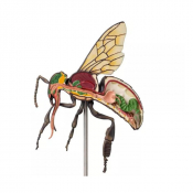 Modèle  anatomique agrandi de l’abeille ouvrière 