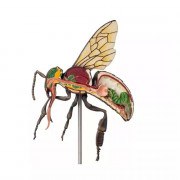 Modèle  anatomique agrandi de l’abeille ouvrière 