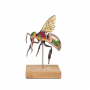 /modeles-d-anatomie-veterinaires-/modele-anatomique-agrandi-de-l-abeille-ouvriere-p-4003984.1-600x600.jpg