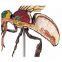 /modeles-d-anatomie-veterinaires-/modele-anatomique-agrandi-de-l-abeille-ouvriere-p-4003984.2-600x600.jpg