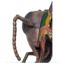 /modeles-d-anatomie-veterinaires-/modele-anatomique-agrandi-de-l-abeille-ouvriere-p-4003984.3-600x600.jpg