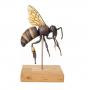 /modeles-d-anatomie-veterinaires-/modele-anatomique-agrandi-de-l-abeille-ouvriere-p-4003984.4-600x600.jpg