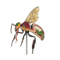 Modèle anatomique agrandi de l’abeille ouvrière Modèle anatomique agrandi de l’abeille ouvrière