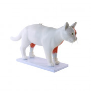 Modèle Anatomique Chat Démontable – Organes Amovibles et Structures Musculaires – Formation Vétérina