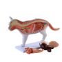 /modeles-d-anatomie-veterinaires-/modele-anatomique-chat-demontable-organes-amovibles-et-structures-musculaires-formation-veterina-p-4001605.1-600x600.jpg
