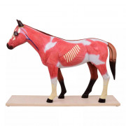 Modèle Anatomique Cheval Démontable – Organes Amovibles et Musculature Réaliste – Formation Vétérina