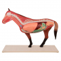 /modeles-d-anatomie-veterinaires-/modele-anatomique-cheval-demontable-organes-amovibles-et-musculature-realiste-formation-veterina-p-4001603.1-600x600.jpg