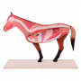/modeles-d-anatomie-veterinaires-/modele-anatomique-cheval-demontable-organes-amovibles-et-musculature-realiste-formation-veterina-p-4001603.2-600x600.jpg
