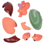 /modeles-d-anatomie-veterinaires-/modele-anatomique-cheval-demontable-organes-amovibles-et-musculature-realiste-formation-veterina-p-4001603.3-600x600.jpg