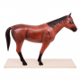 /modeles-d-anatomie-veterinaires-/modele-anatomique-cheval-demontable-organes-amovibles-et-musculature-realiste-formation-veterina-p-4001603.4-600x600.jpg