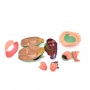 /modeles-d-anatomie-veterinaires-/modele-anatomique-chevre-demontable-organes-amovibles-et-systeme-digestif-des-ruminants-formatio-p-4001602.2-600x600.jpg