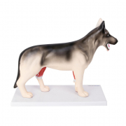 Modèle Anatomique Chien Démontable – Organes Amovibles et Musculature Réaliste – Formation Vétérinai