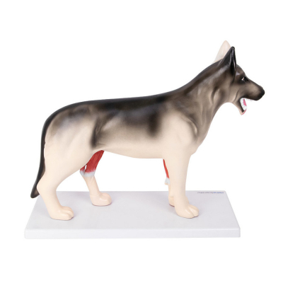 Modèle Anatomique Chien Démontable – Organes Amovibles et Musculature Réaliste – Formation Vétérinai
