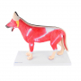 /modeles-d-anatomie-veterinaires-/modele-anatomique-chien-demontable-organes-amovibles-et-musculature-realiste-formation-veterinai-p-4001601.1-600x600.jpg