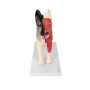 /modeles-d-anatomie-veterinaires-/modele-anatomique-chien-demontable-organes-amovibles-et-musculature-realiste-formation-veterinai-p-4001601.2-600x600.jpg