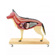 Modèle anatomique de chien – berger allemand femelle