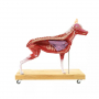 /modeles-d-anatomie-veterinaires-/modele-anatomique-de-chien-berger-allemand-femelle-p-4003937.1-600x600.jpg
