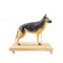 /modeles-d-anatomie-veterinaires-/modele-anatomique-de-chien-berger-allemand-femelle-p-4003937.2-600x600.jpg