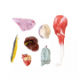 /modeles-d-anatomie-veterinaires-/modele-anatomique-de-chien-berger-allemand-femelle-p-4003937.3-600x600.jpg