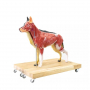 /modeles-d-anatomie-veterinaires-/modele-anatomique-de-chien-berger-allemand-femelle-p-4003937.4-600x600.jpg