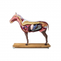/modeles-d-anatomie-veterinaires-/modele-anatomique-de-jument-a-1/3-grandeur-nature-p-4002902.1-600x600.jpg