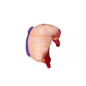 Modèle anatomique de l’estomac de porc