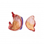 /modeles-d-anatomie-veterinaires-/modele-anatomique-de-l-estomac-de-porc-p-4003986.1-600x600.jpg