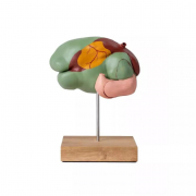 Modèle anatomique de l’estomac de vache