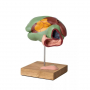 /modeles-d-anatomie-veterinaires-/modele-anatomique-de-l-estomac-de-vache-p-4003979.1-600x600.jpg
