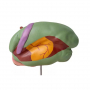 /modeles-d-anatomie-veterinaires-/modele-anatomique-de-l-estomac-de-vache-p-4003979.2-600x600.jpg