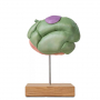 /modeles-d-anatomie-veterinaires-/modele-anatomique-de-l-estomac-du-mouton-p-4003983.1-600x600.jpg