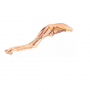 /modeles-d-anatomie-veterinaires-/modele-anatomique-de-la-patte-arriere-du-chien-p-4003906.2-600x600.jpg