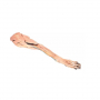 /modeles-d-anatomie-veterinaires-/modele-anatomique-de-la-patte-avant-du-chien-p-4003905.1-600x600.jpg