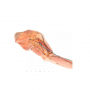 /modeles-d-anatomie-veterinaires-/modele-anatomique-de-la-patte-avant-du-chien-p-4003905.2-600x600.jpg