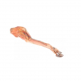 /modeles-d-anatomie-veterinaires-/modele-anatomique-de-la-patte-avant-du-chien-p-4003905.3-600x600.jpg