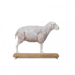 Modèle anatomique de mouton à l’échelle 2/3