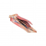 /modeles-d-anatomie-veterinaires-/modele-anatomique-detaille-des-membres-anterieurs-du-cheval-p-4003897.2-600x600.jpg