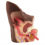 /modeles-d-anatomie-veterinaires-/modele-anatomique-double-oreille-de-chien-oreille-saine-vs-oreille-enflammee-formation-veterinai-p-4001595.1-600x600.jpg