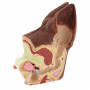 /modeles-d-anatomie-veterinaires-/modele-anatomique-double-oreille-de-chien-oreille-saine-vs-oreille-enflammee-formation-veterinai-p-4001595.2-600x600.jpg
